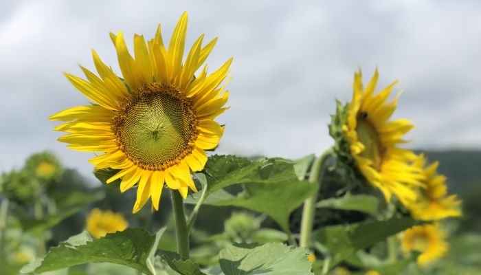 The Sunflower Trail - Von Thun Farms