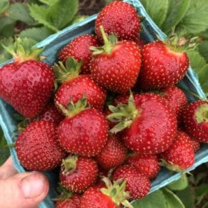 STRAWBERRY PATCH:
Late May - Mid June