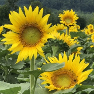 La Alegría de los Girasoles - Página 2 Sun800x800-400x400