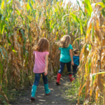 Corn Maze