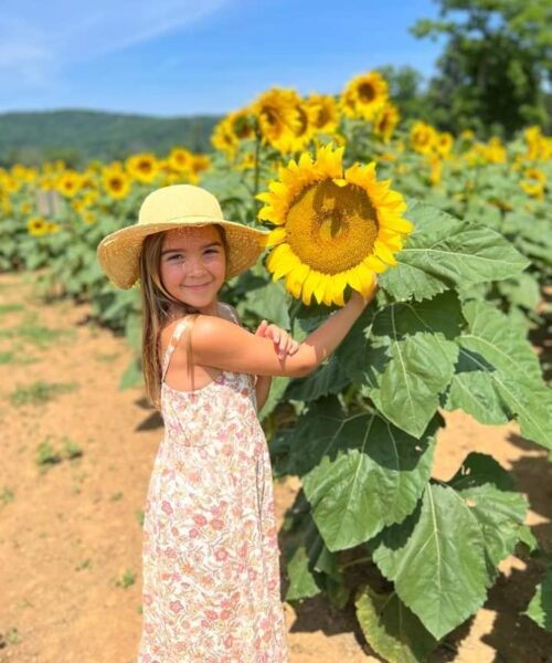 Sunflower Trail at Von Thun Farms in New Jersey Is Open for the Season -  Thrillist