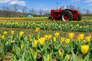 A new flower experience at Von Thun's!