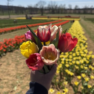 IMG_7545 (1) IMG_7545 (1)