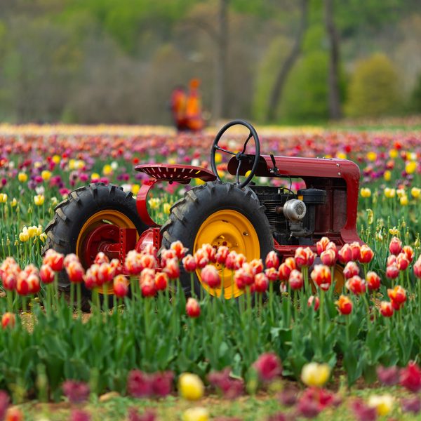 Von Thun's Tulips